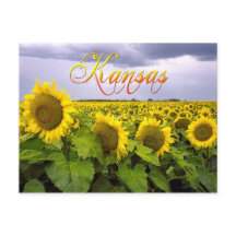 Kansas Staat Blume - Die Sonnenblume