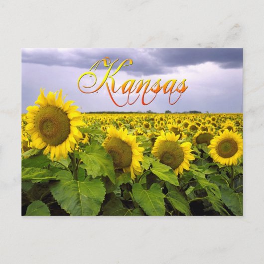 Kansas Staat Blume - Die Sonnenblume Postkarte (Vorderseite)
