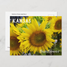 Kansas Staat Blume Sonnenblumen Postkarte