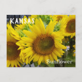 Kansas Staat Blume Sonnenblumen Postkarte (Vorderseite)