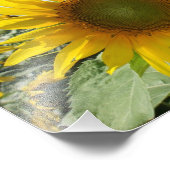 Kansas Sunflower Fotodruck (Ecke)