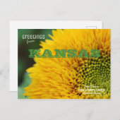 Kansas Sunflower Greetings Postkarte (Vorne/Hinten)