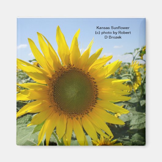 Kansas Sunflower Magnet (Vorne)