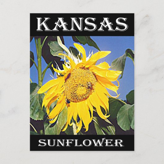 Kansas Sunflower Postkarte (Vorderseite)