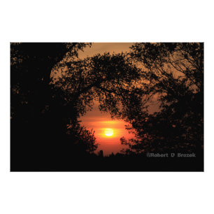 Kansas Tree Silhouetten Sunset Foto Poster.