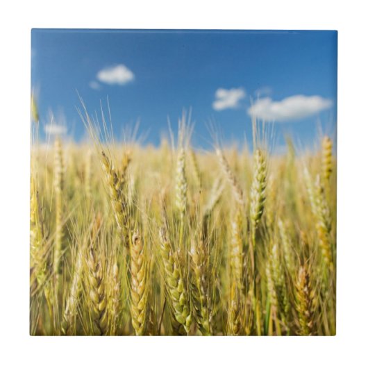 Kansas-Weizen Fliese (Vorderseite)