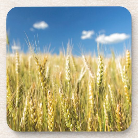 Kansas-Weizen Getränkeuntersetzer (Vorderseite)