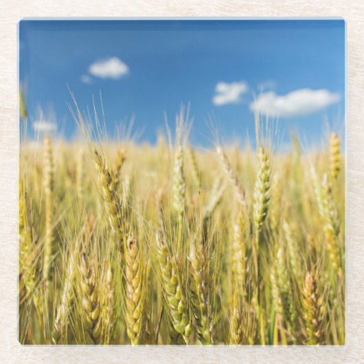 Kansas-Weizen Glasuntersetzer (Vorderseite)