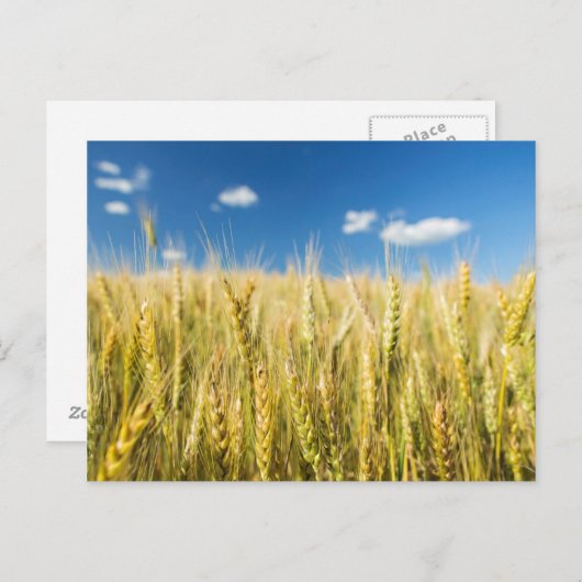 Kansas-Weizen Postkarte (Vorne/Hinten)