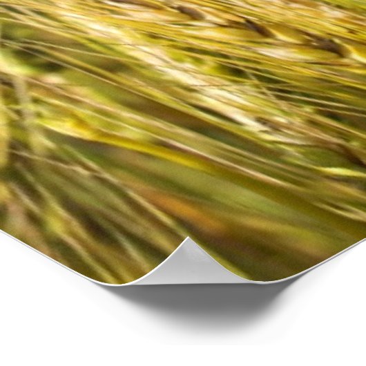 Kansas Wheat Poster (Ecke)