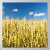 Kansas Wheat Poster (Vorne)