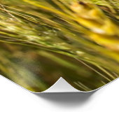 Kansas Wheat Poster (Ecke)