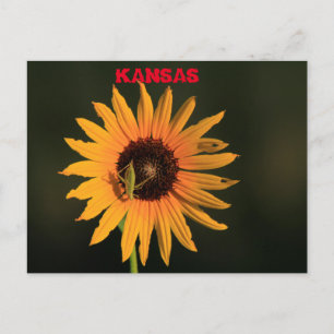 Kansas Wild Sunflower erschossen Post Card Postkarte