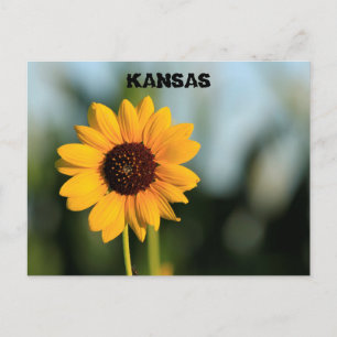 Kansas Wild Sunflower Post Card Postkarte