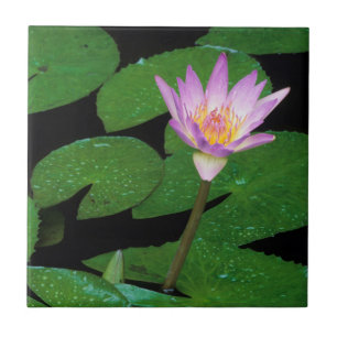Kap Blaue Wasserlilie (Nymphaea Capensis) Fliese