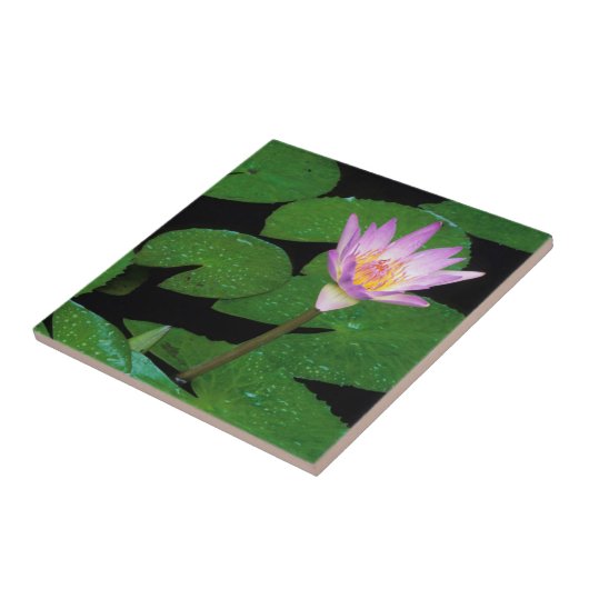 Kap Blauer Wasserlilie (Nymphaea Capensis) Fliese (Seite)