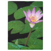 Kap Blauer Wasserlilie (Nymphaea Capensis) Klemmbrett (Rückseite)