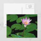 Kap Blauer Wasserlilie (Nymphaea Capensis) Postkarte (Vorne/Hinten)