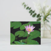 Kap Blauer Wasserlilie (Nymphaea Capensis) Postkarte (Stehend Vorderseite)