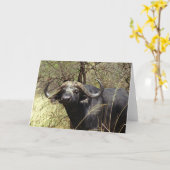 Kap-Büffel Karte (Gelbe Blume)