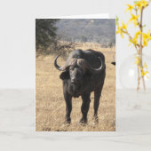 Kap-Büffel Karte (Gelbe Blume)