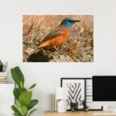 Kap-Rock-Thrush (Monticola Rupestris) Poster (Heimbüro)