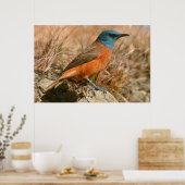 Kap-Rock-Thrush (Monticola Rupestris) Poster (Küche)