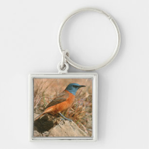 Kap-Rock-Thrush (Monticola Rupestris) Schlüsselanhänger