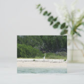 Kap Sable, Fl. Postkarte (Stehend Vorderseite)