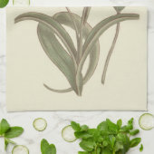 Kap Tulip Botanische Illustration Geschirrtuch (Gefaltet)