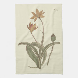 Kap Tulip Botanische Illustration Geschirrtuch