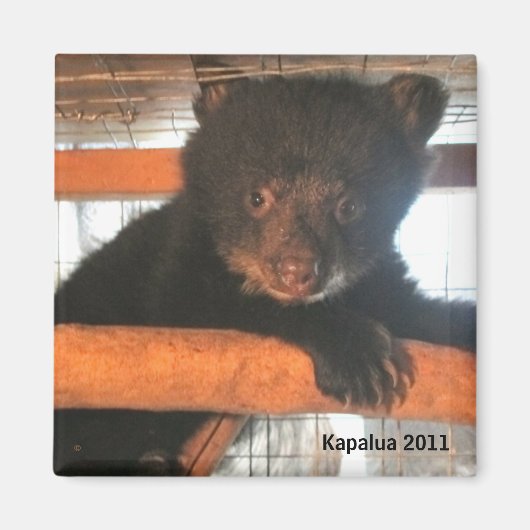 Kapalua Magnet 2011 (Vorne)