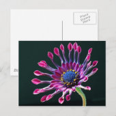 Kapdaisy Postkarte (Vorne/Hinten)