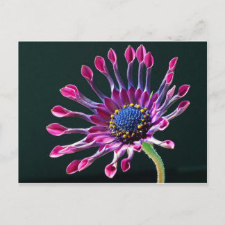 Kapdaisy Postkarte