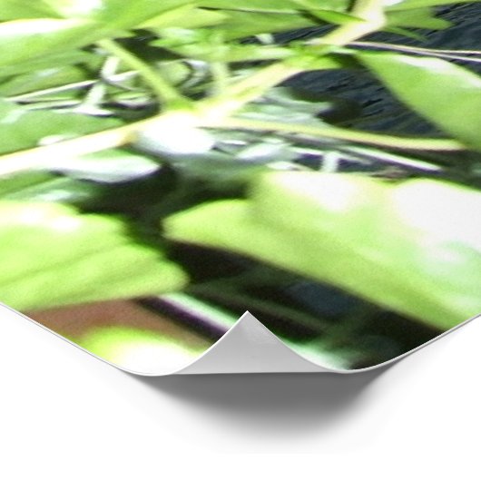 Kapellbrücke Poster (Ecke)