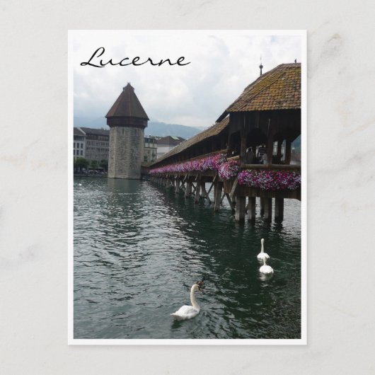 Kapellbrücke Schwäne Postkarte (Vorderseite)