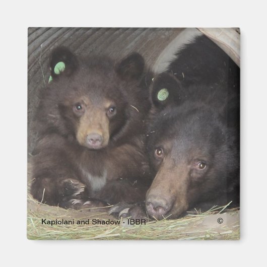 Kapiolani und Shadow - Quadratmagnet Magnet (Vorne)