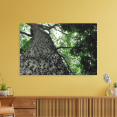 Kapok Tree @ Funchal Botanic Park, Portugal Leinwa Leinwanddruck (Insitu (Wohnzimmer))