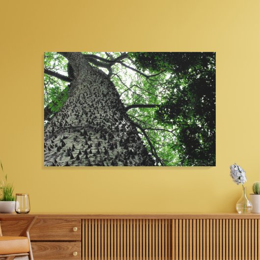 Kapok Tree @ Funchal Botanic Park, Portugal Leinwa Leinwanddruck (Insitu (Wohnzimmer))