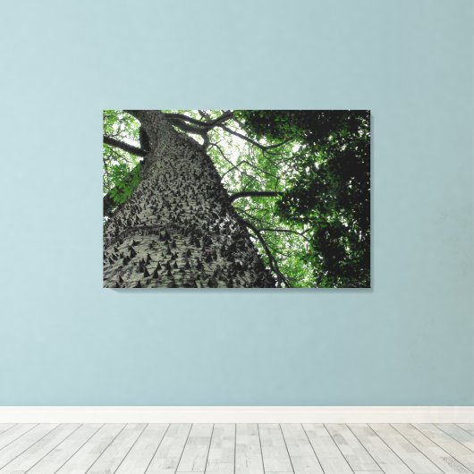 Kapok Tree @ Funchal Botanic Park, Portugal Leinwa Leinwanddruck (Insitu (Holzboden))