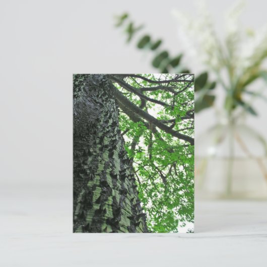 Kapok Tree in Funchal, Madeira (Portugal) Postkarte (Stehend Vorderseite)