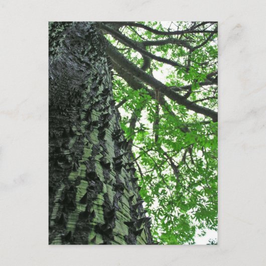 Kapok Tree in Funchal, Madeira (Portugal) Postkarte (Vorderseite)