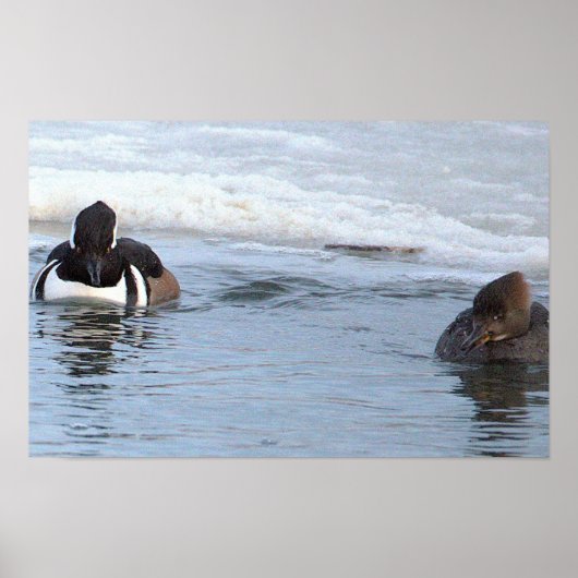 Kappenenten-Enten Poster (Vorne)