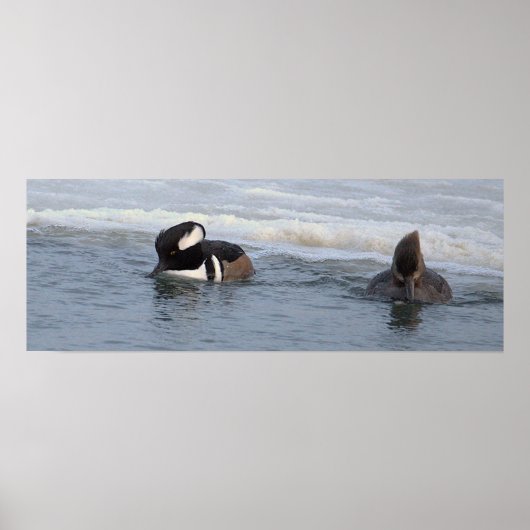Kappenenten-Enten Poster (Vorne)