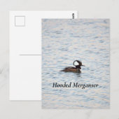Kappenmerganser Postkarte (Vorne/Hinten)