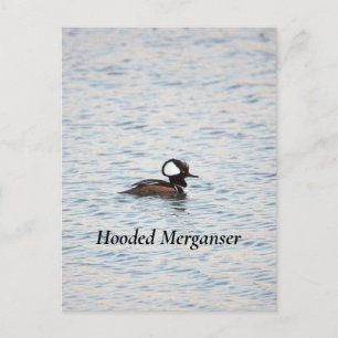 Kappenmerganser Postkarte