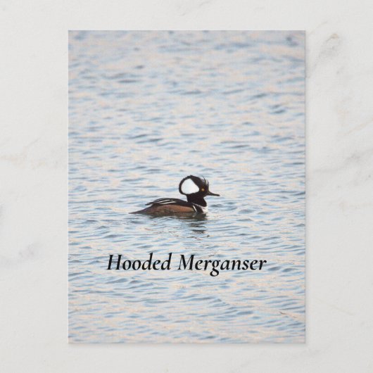 Kappenmerganser Postkarte (Vorderseite)