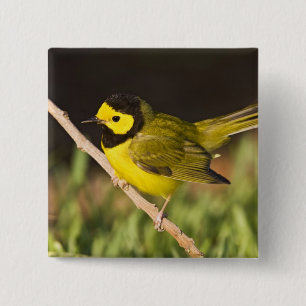Kappenwaldsänger (Wilsonia citrina) Button