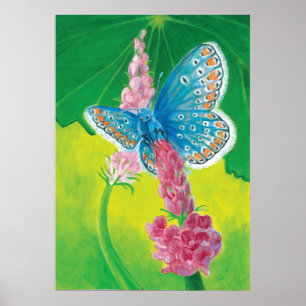 Kappmans-Blauer Schmetterling (Polyommatus-Heilkrä Poster
