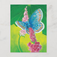 Kappmans-Blauer Schmetterling (Polyommatus-Heilkrä